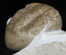 Nice Illaenus Schmidti Trilobite - Russia #31315-2